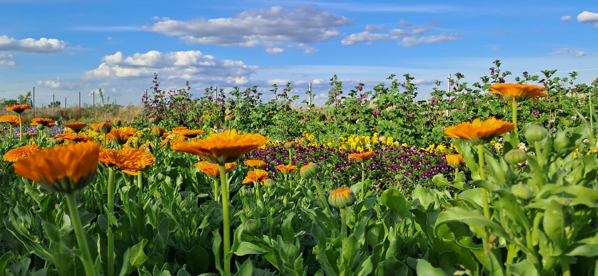 Ringelblume