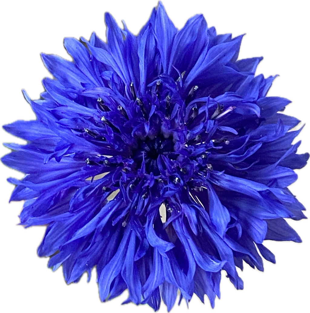 Kornblume blau