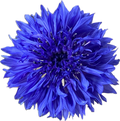 Kornblume blau