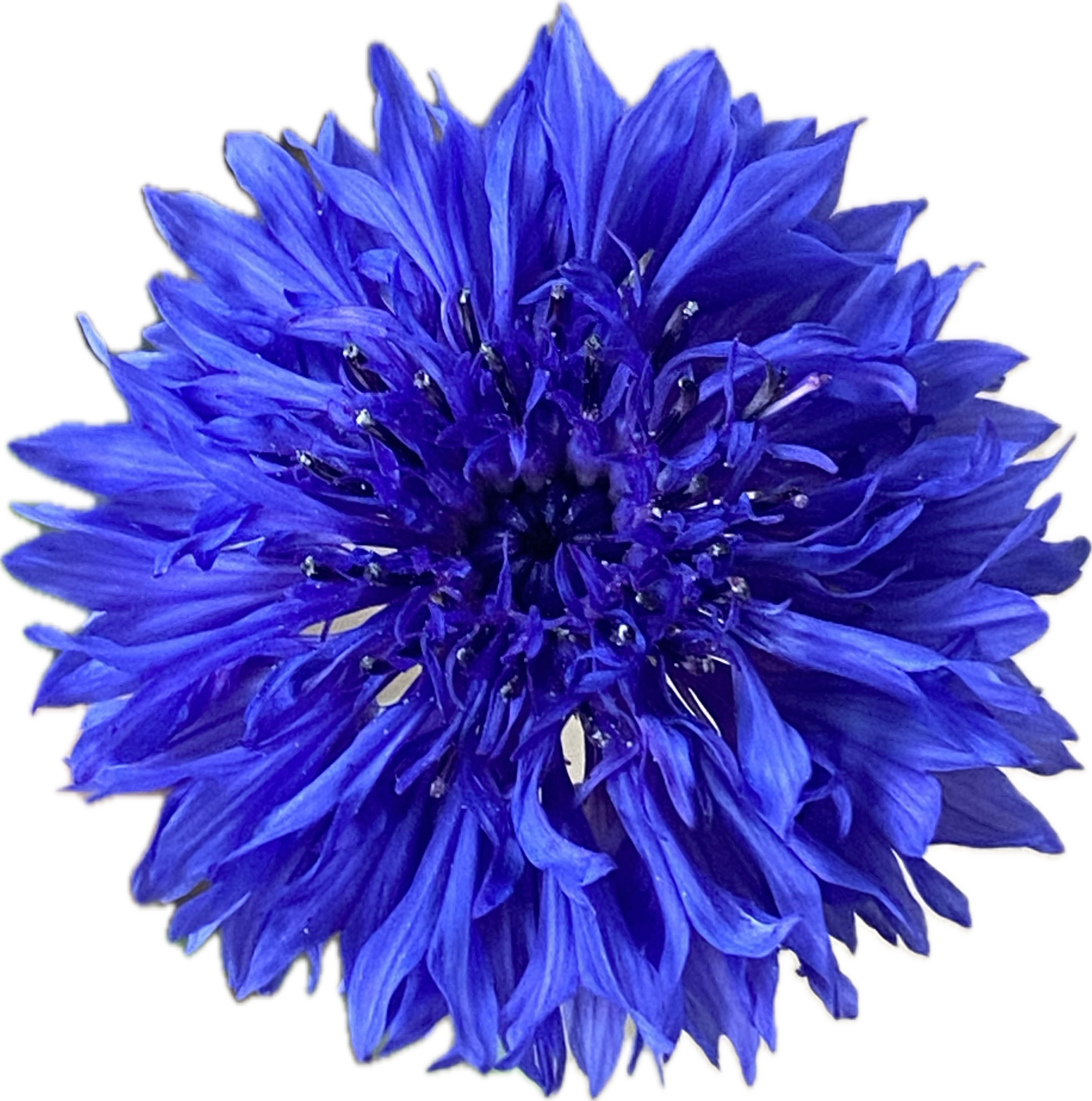 Kornblume blau