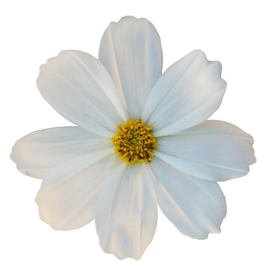 Cosmos