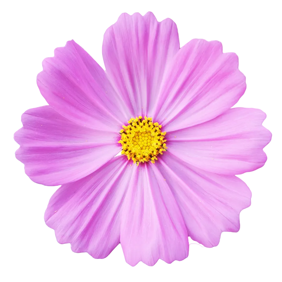 Cosmos