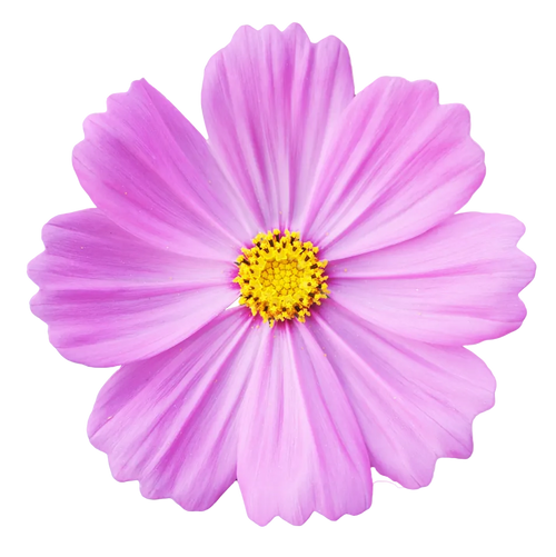 Cosmos