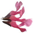 Fruchtsalbei
