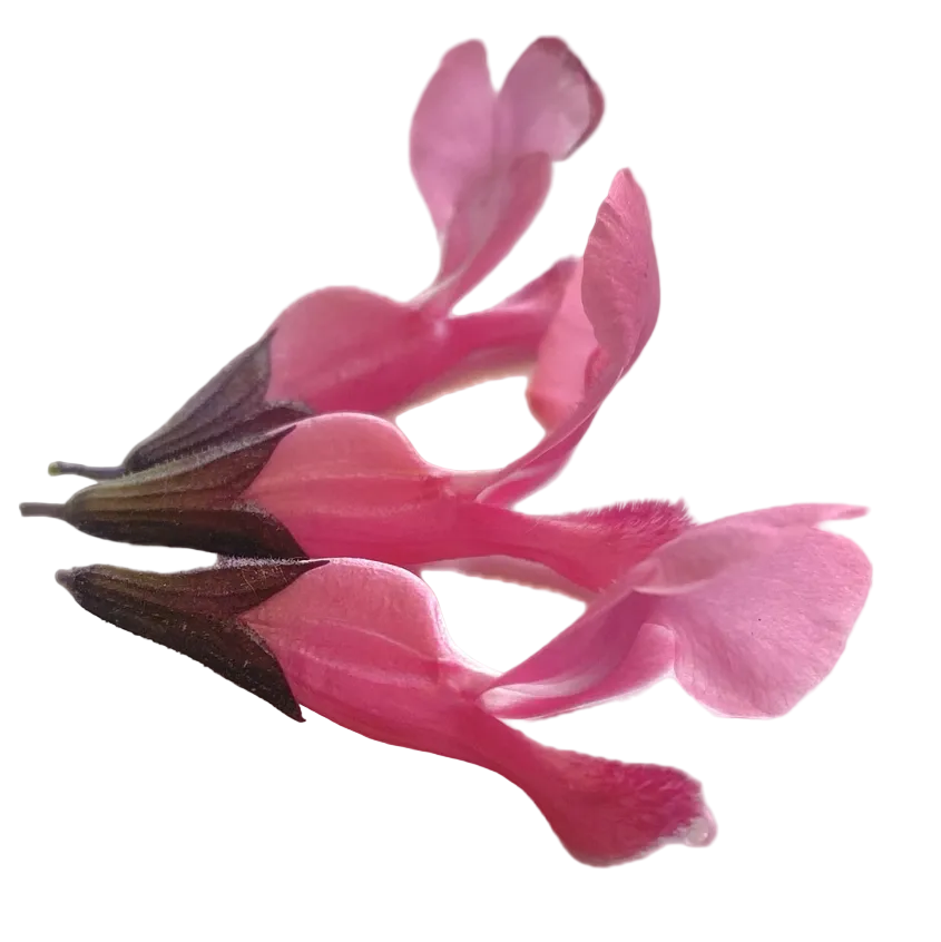 Fruchtsalbei