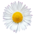 Gänseblümchen
