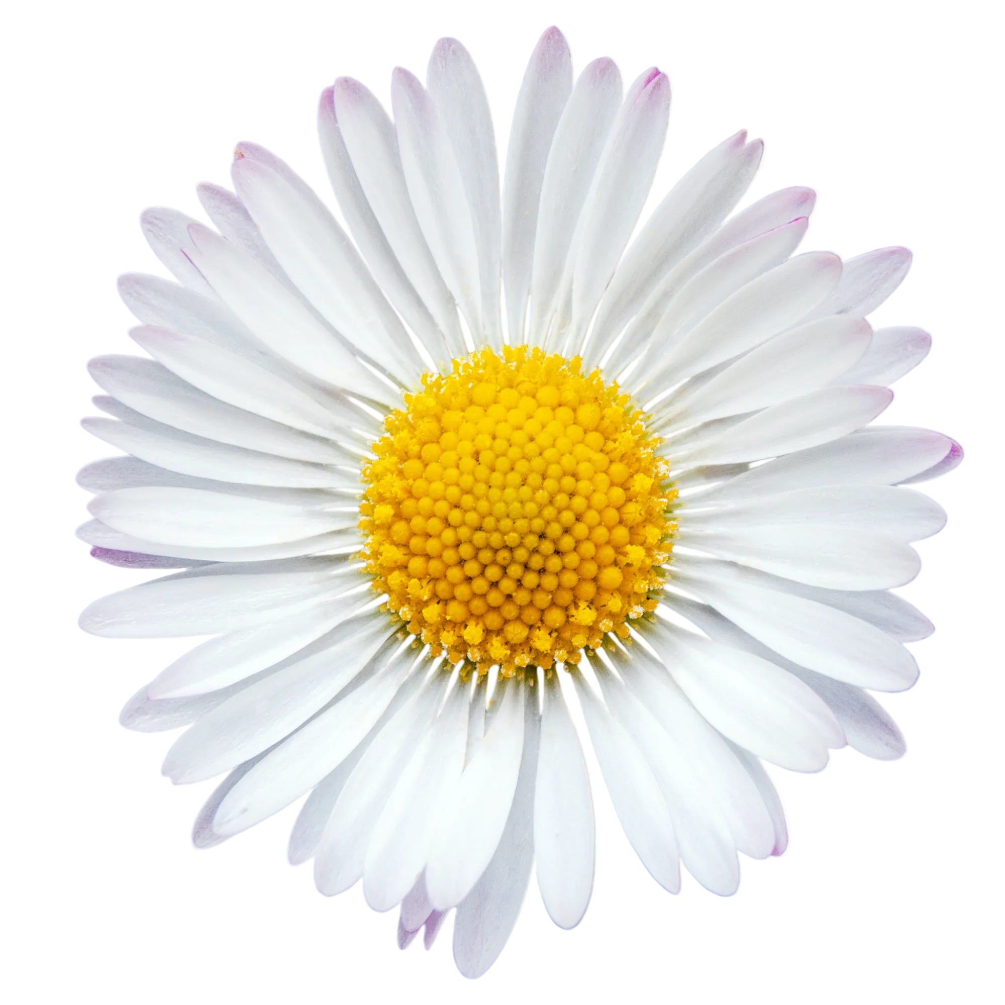 Gänseblümchen