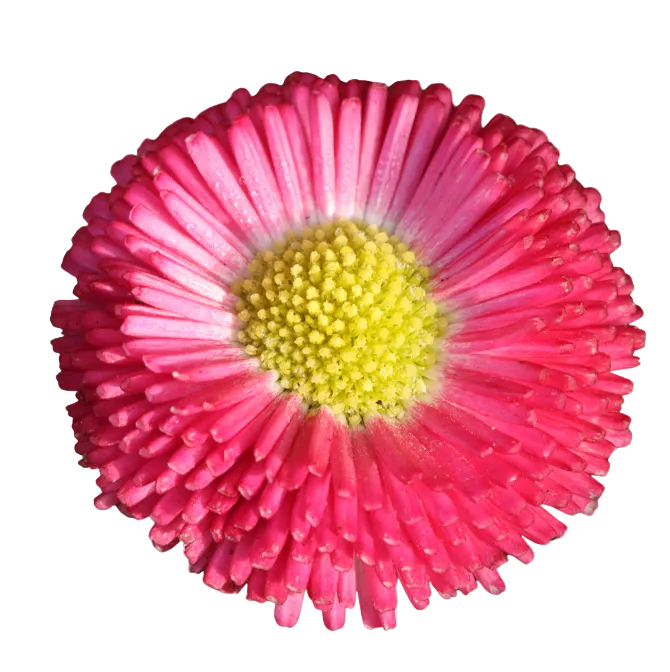 Gänseblümchen