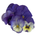 Hornveilchen