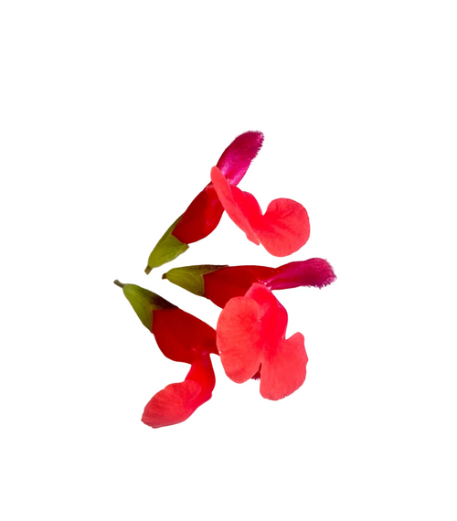 Fruchtsalbei