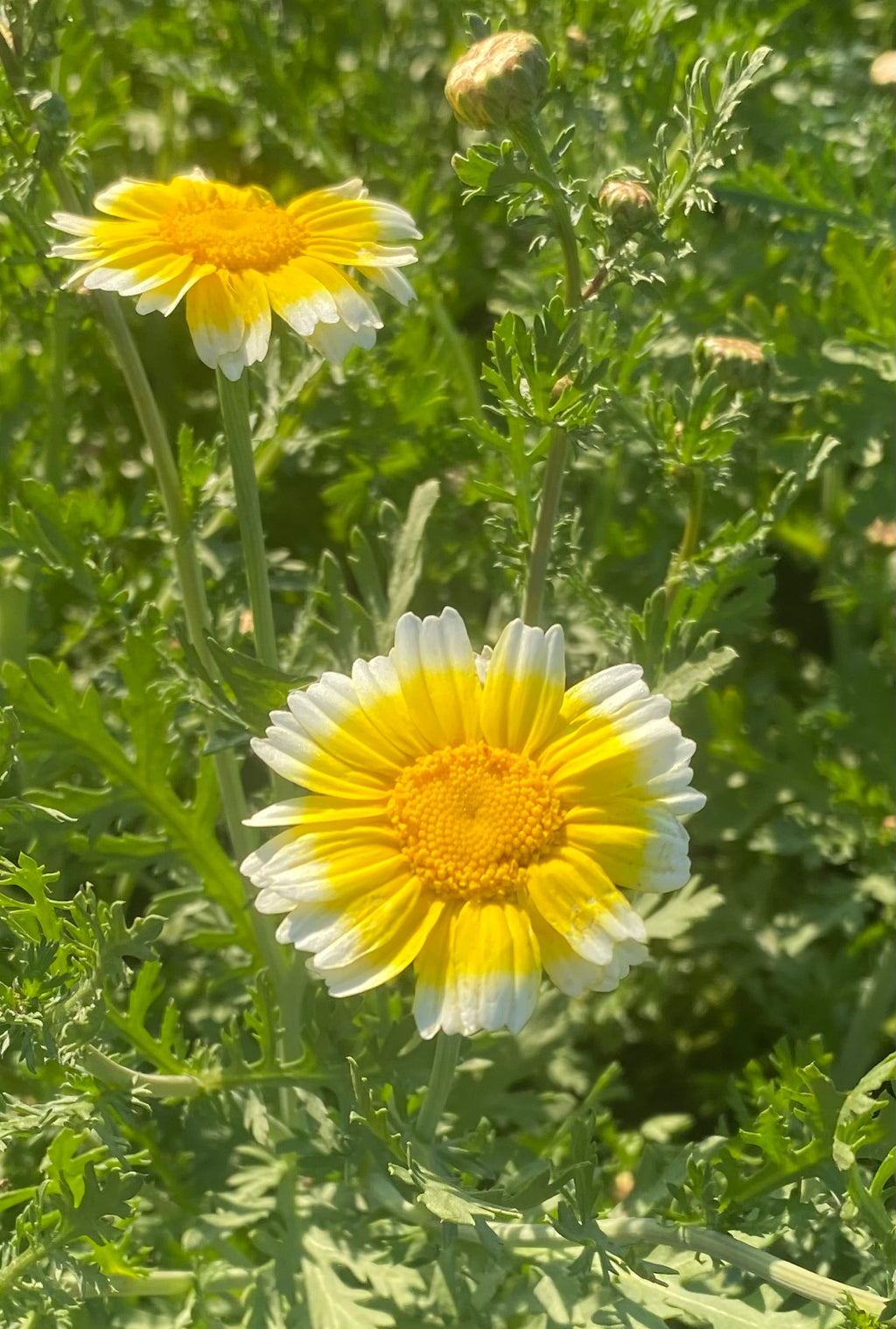 Chrysantheme
