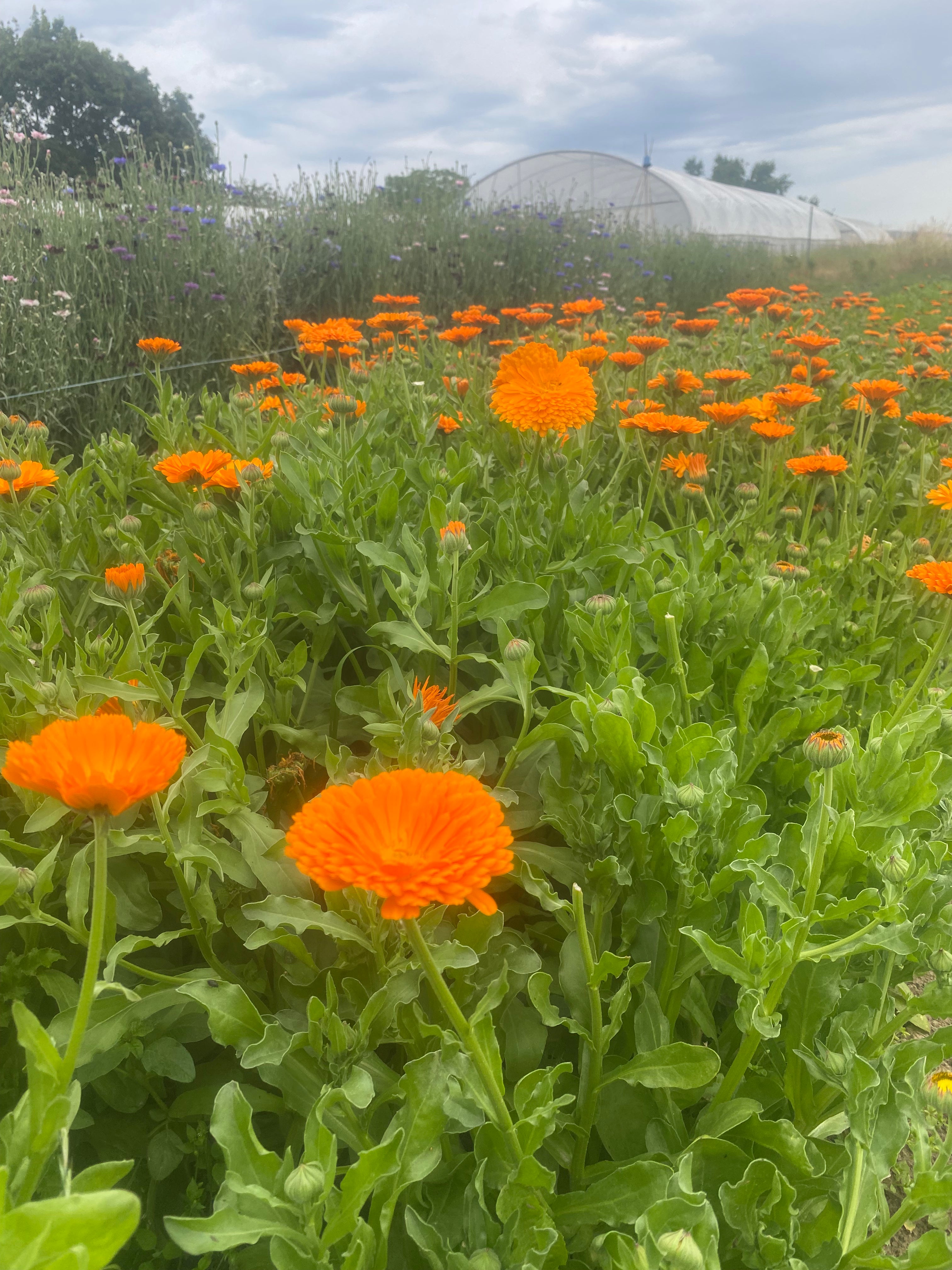 Ringelblume