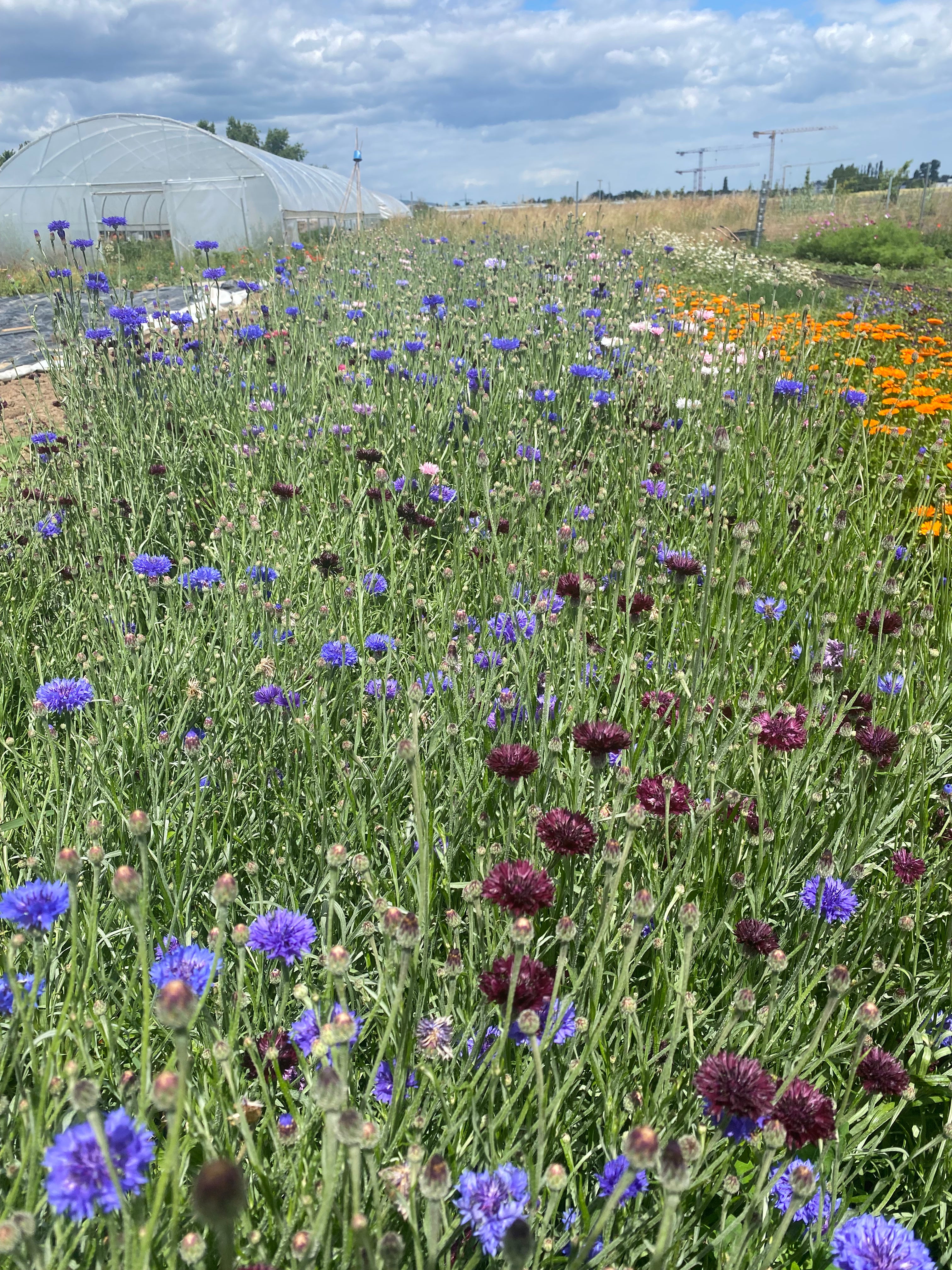 Kornblume Mix