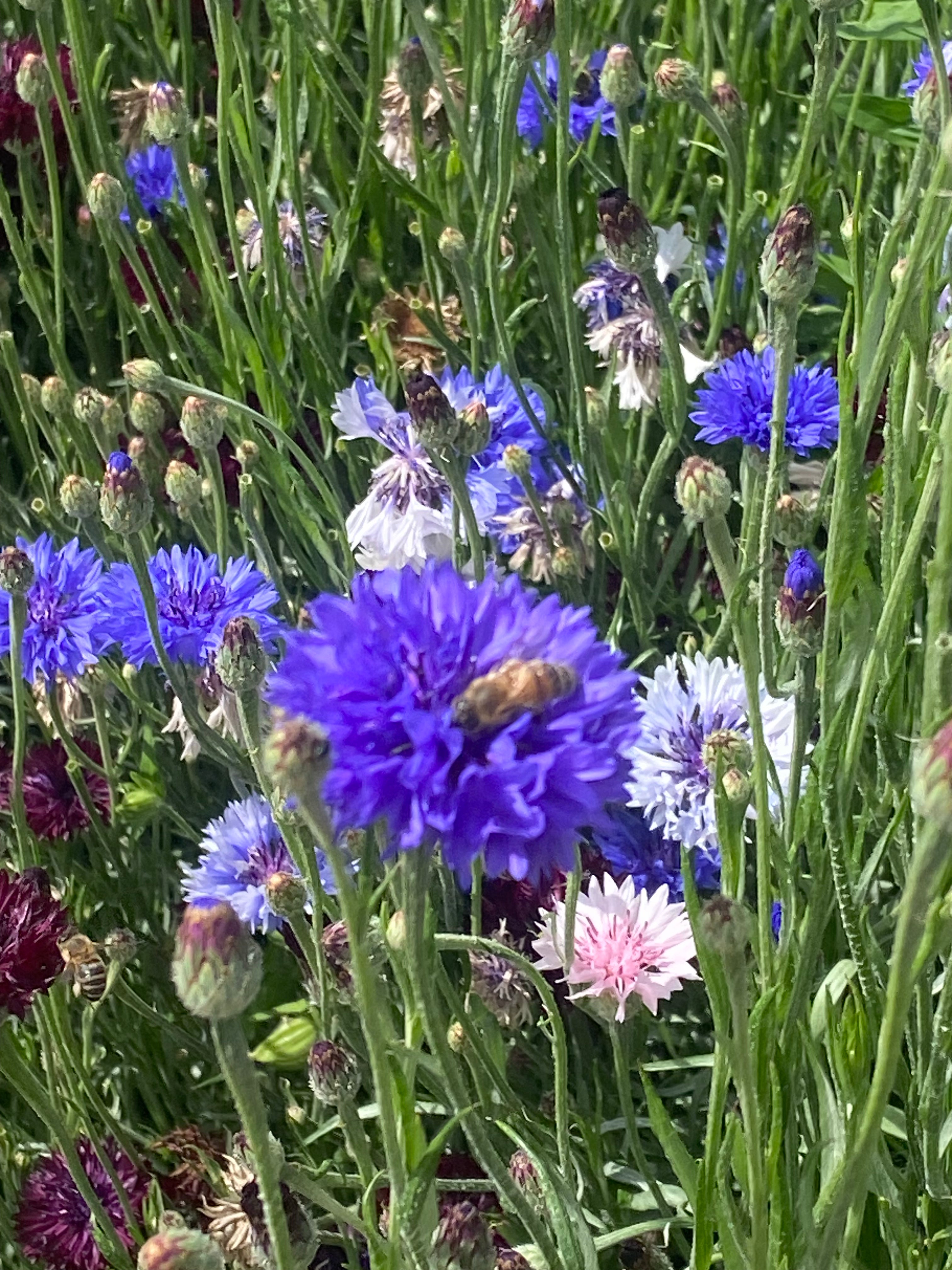 Kornblume blau