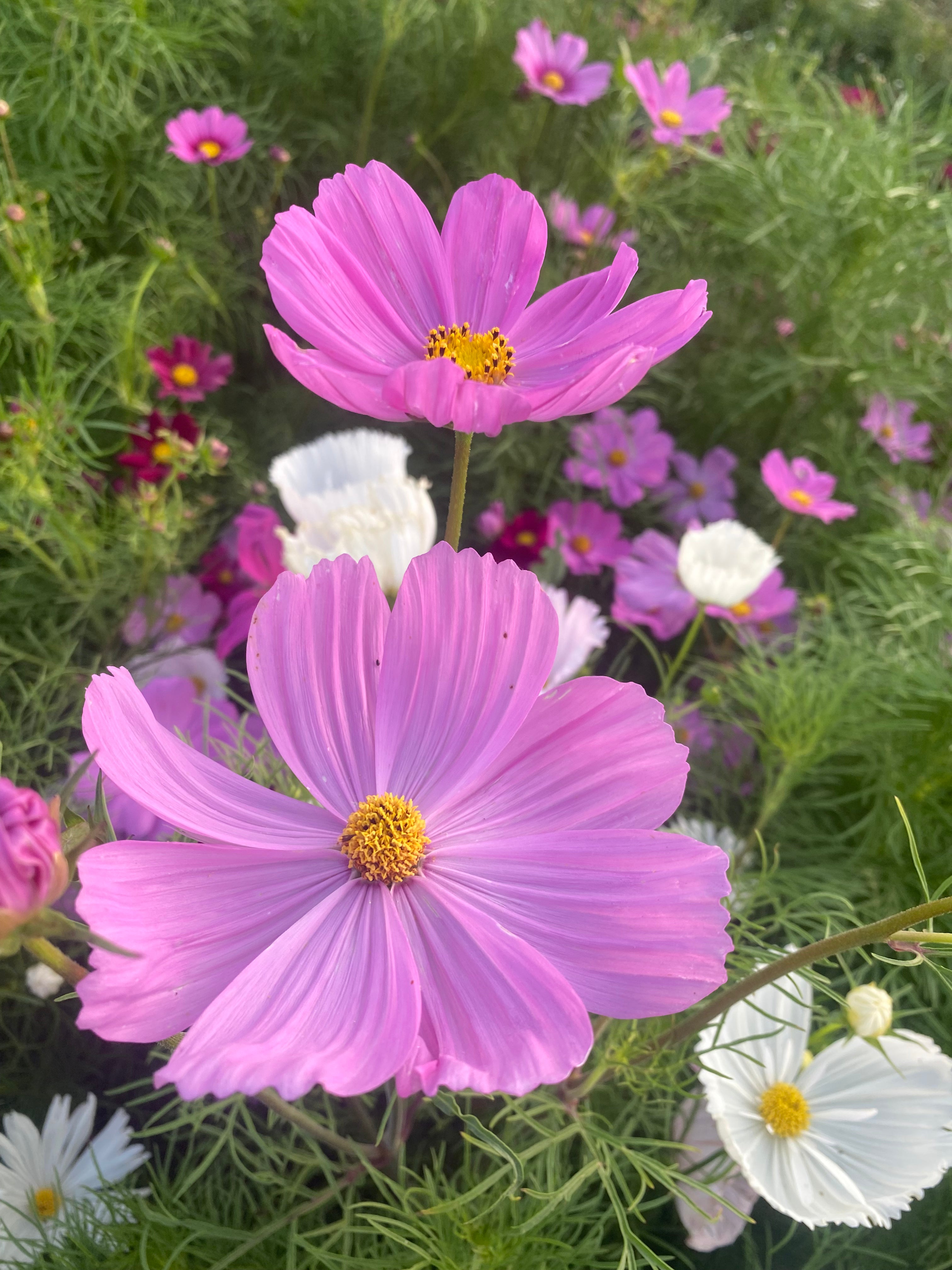 Cosmos
