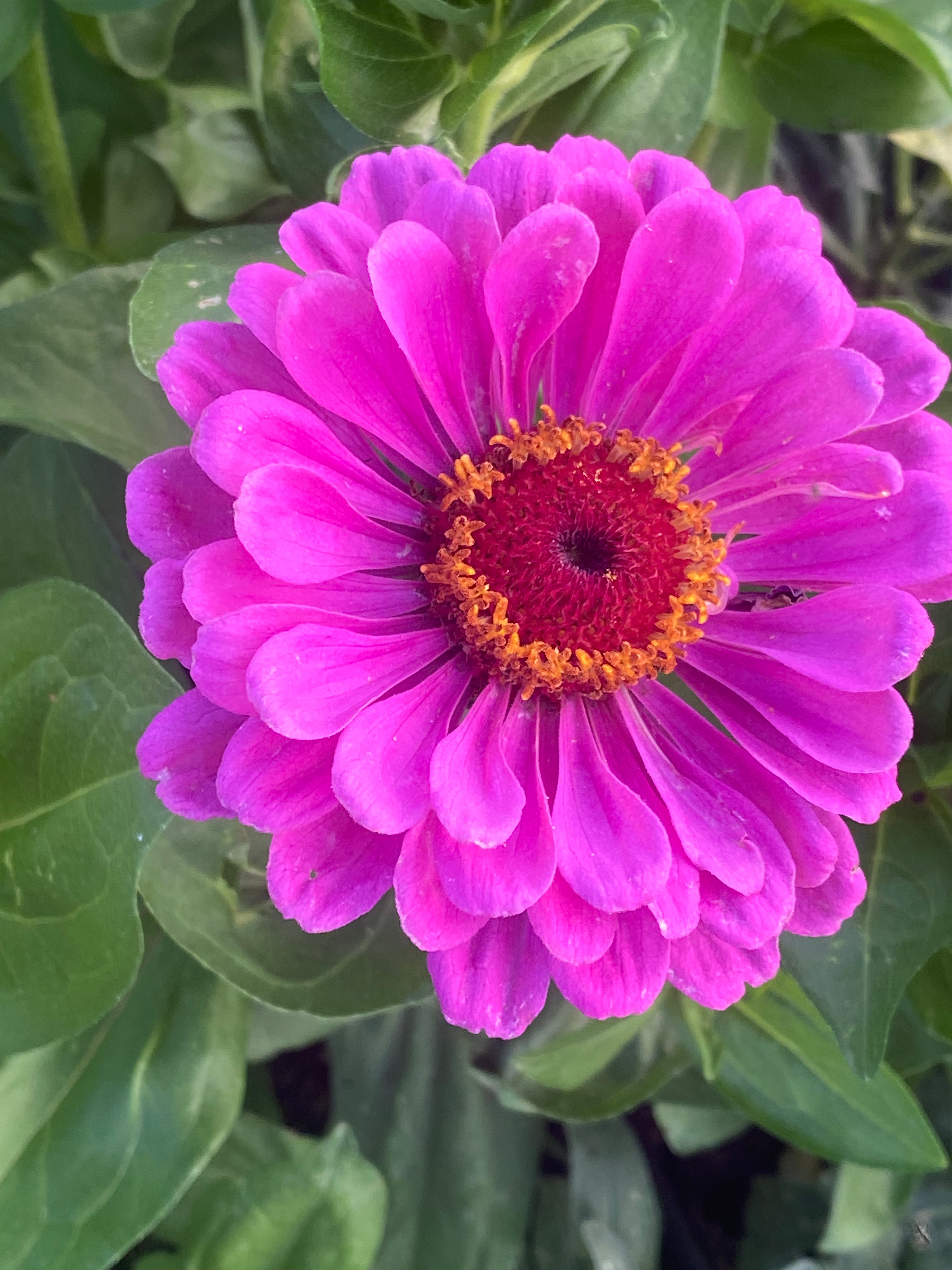 Zinnien
