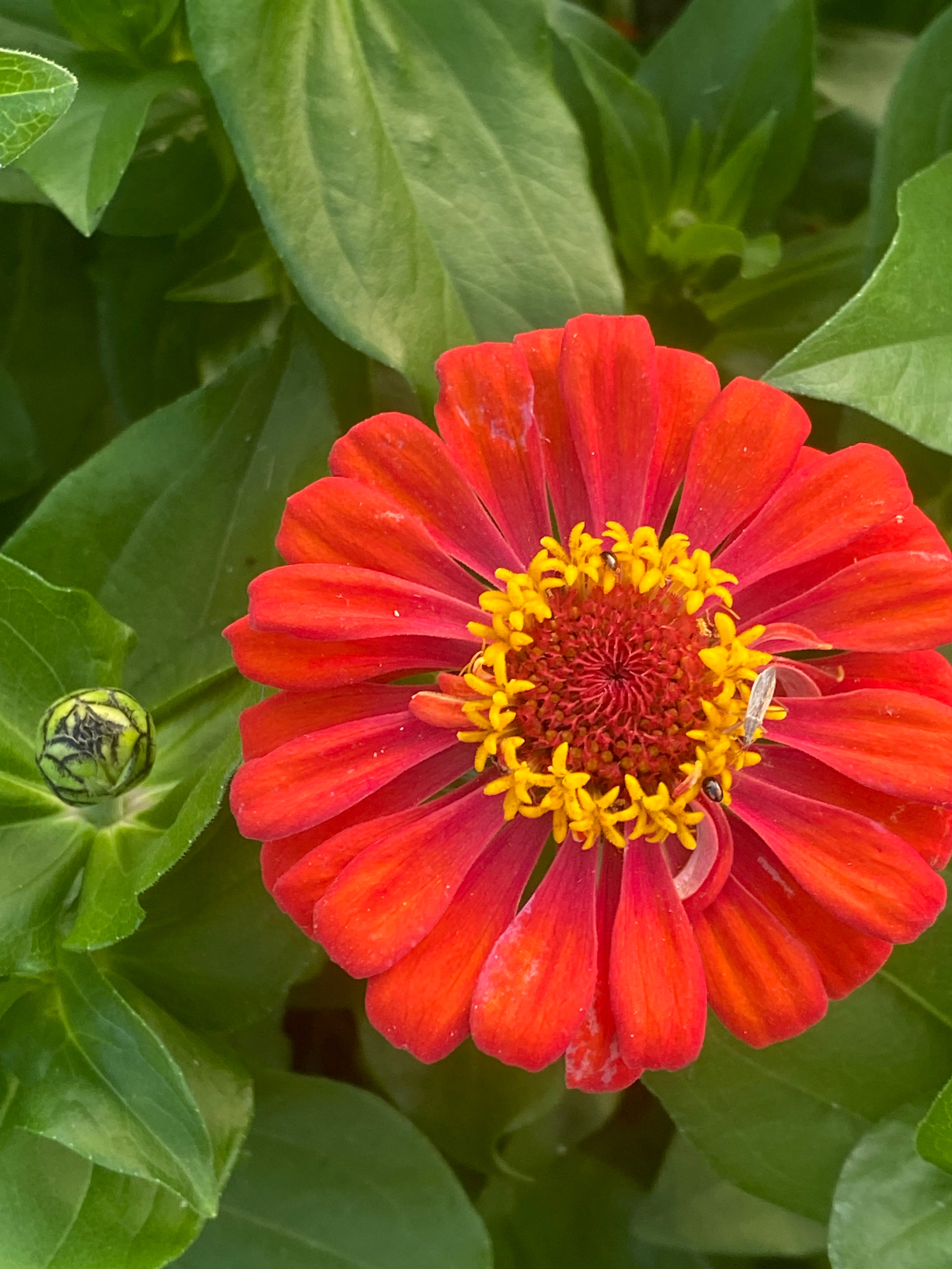 Zinnien