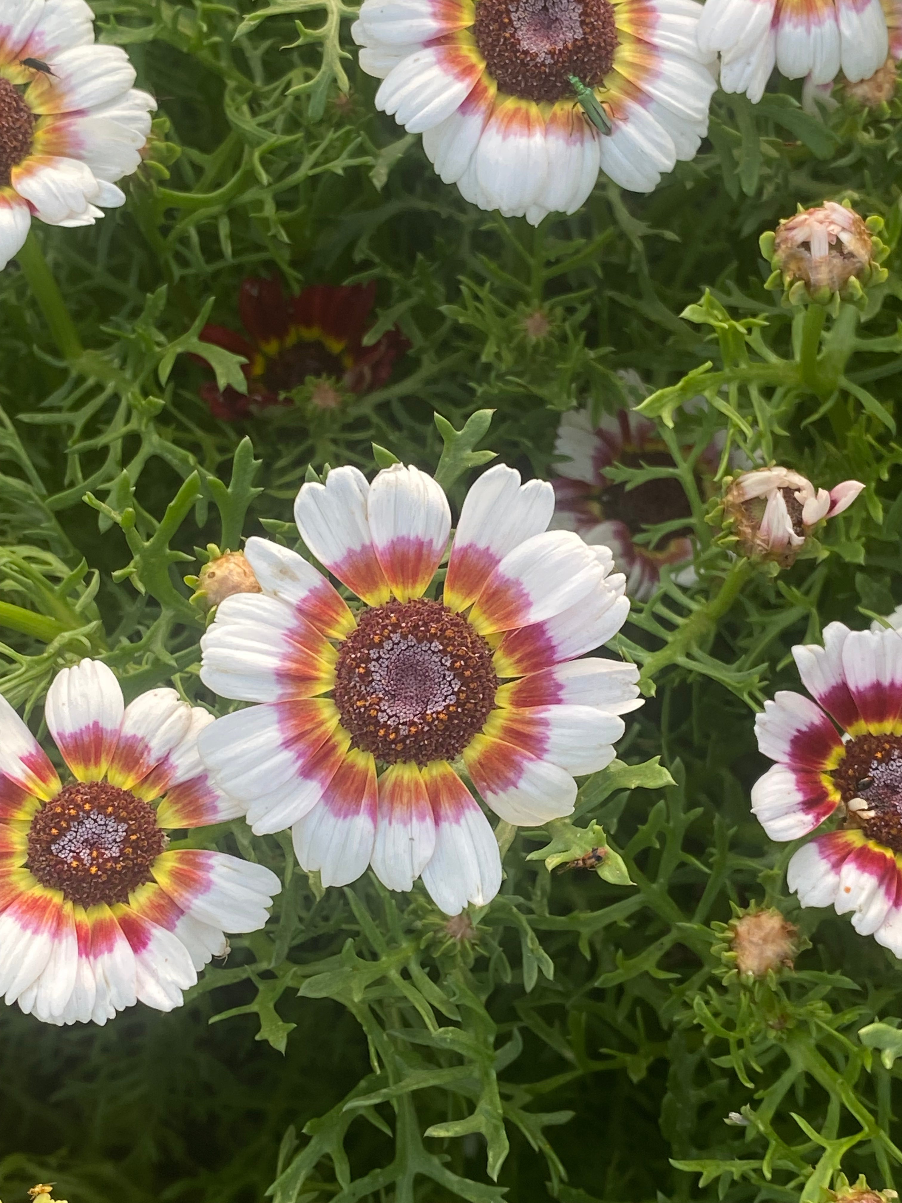 Chrysantheme