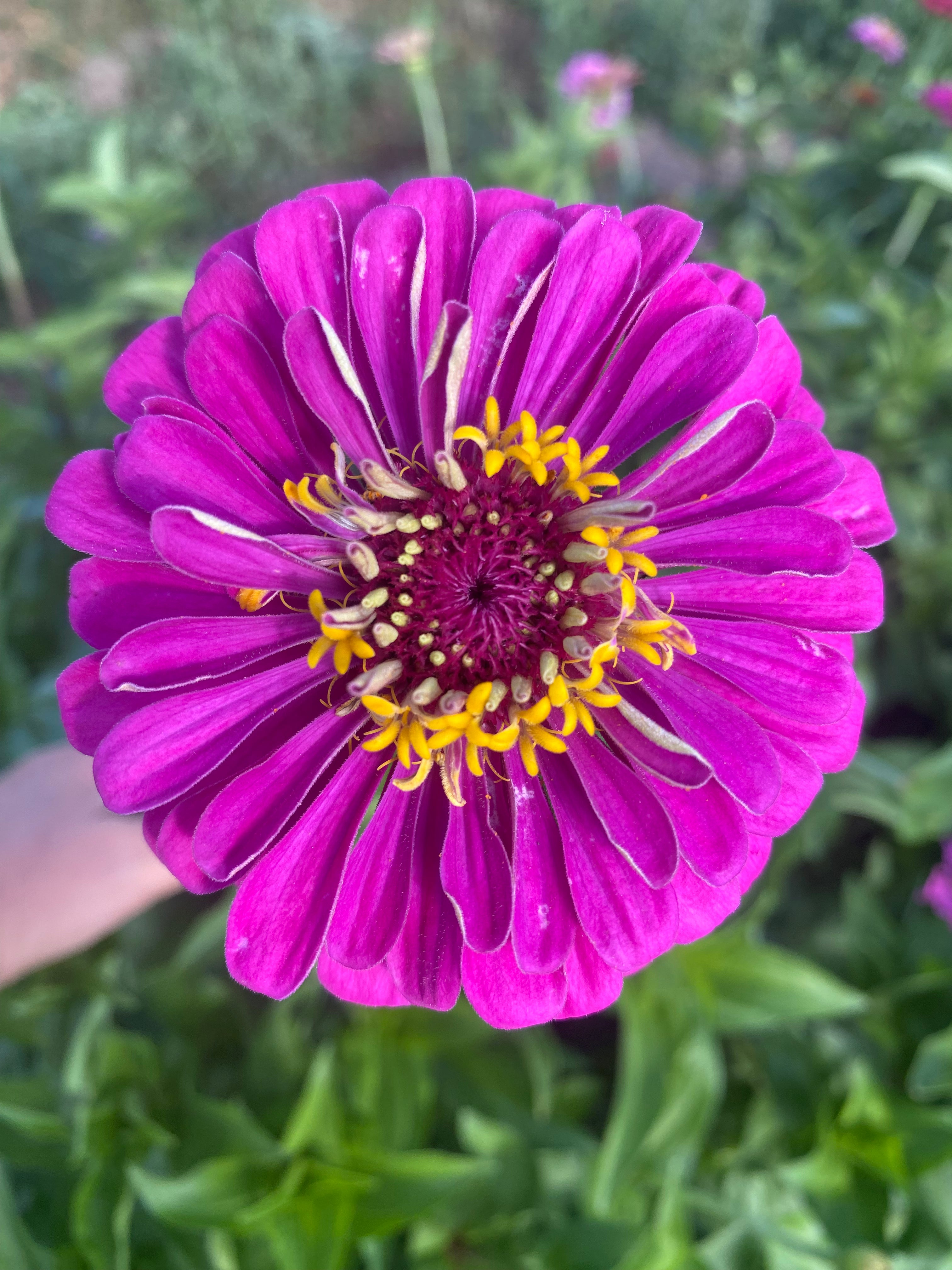 Zinnien