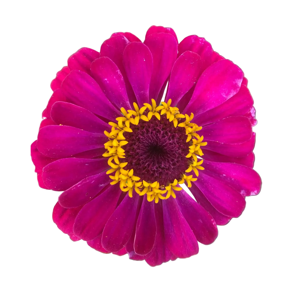 Zinnien