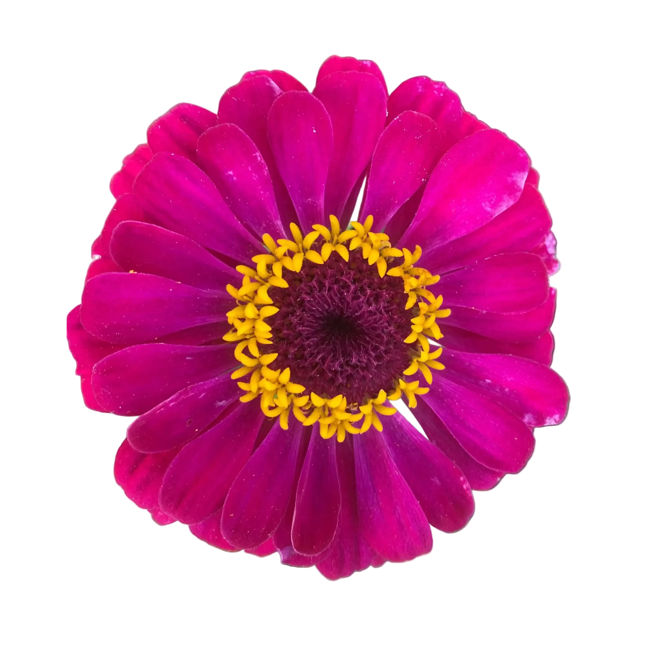 Zinnien