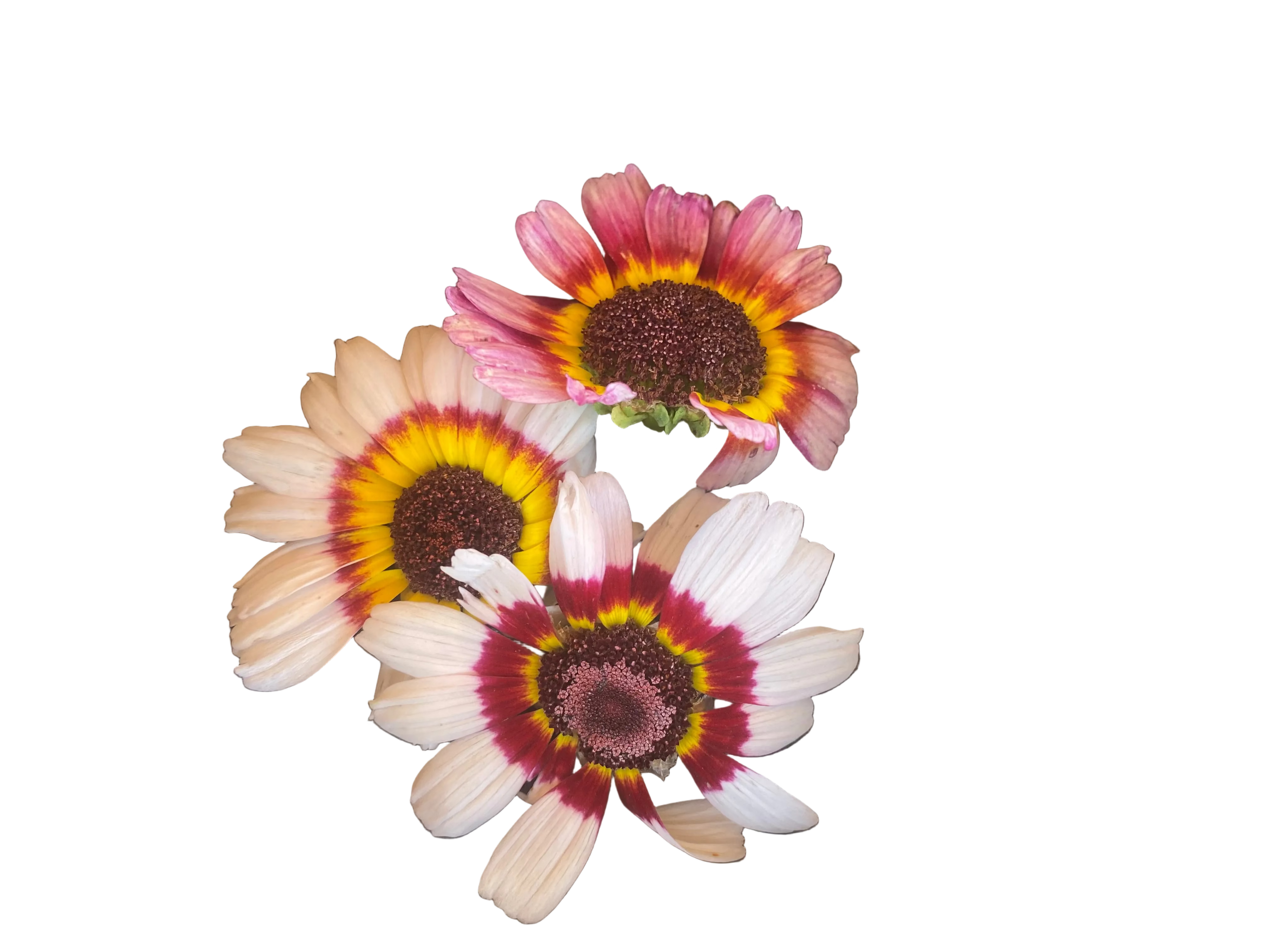Chrysantheme