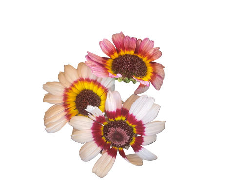 Chrysantheme