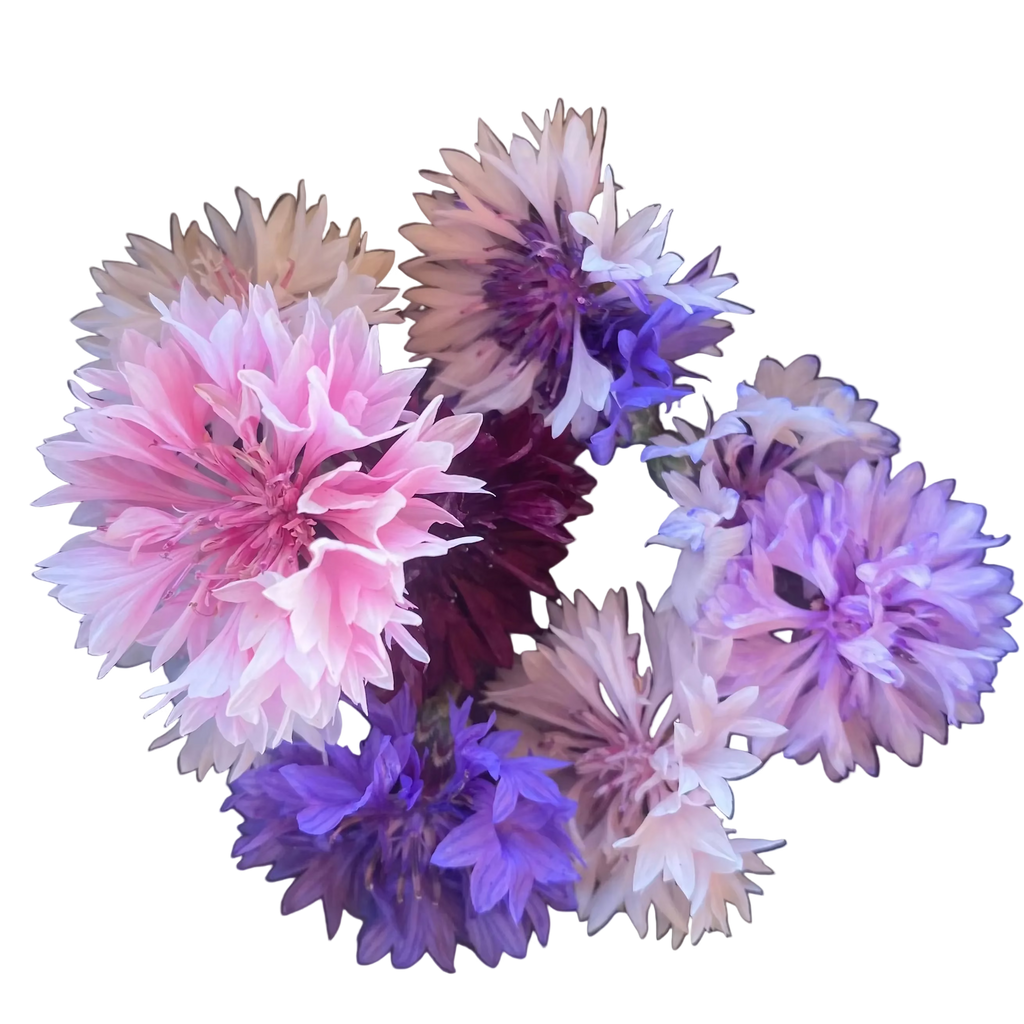 Kornblume Mix