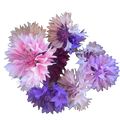 Kornblume Mix