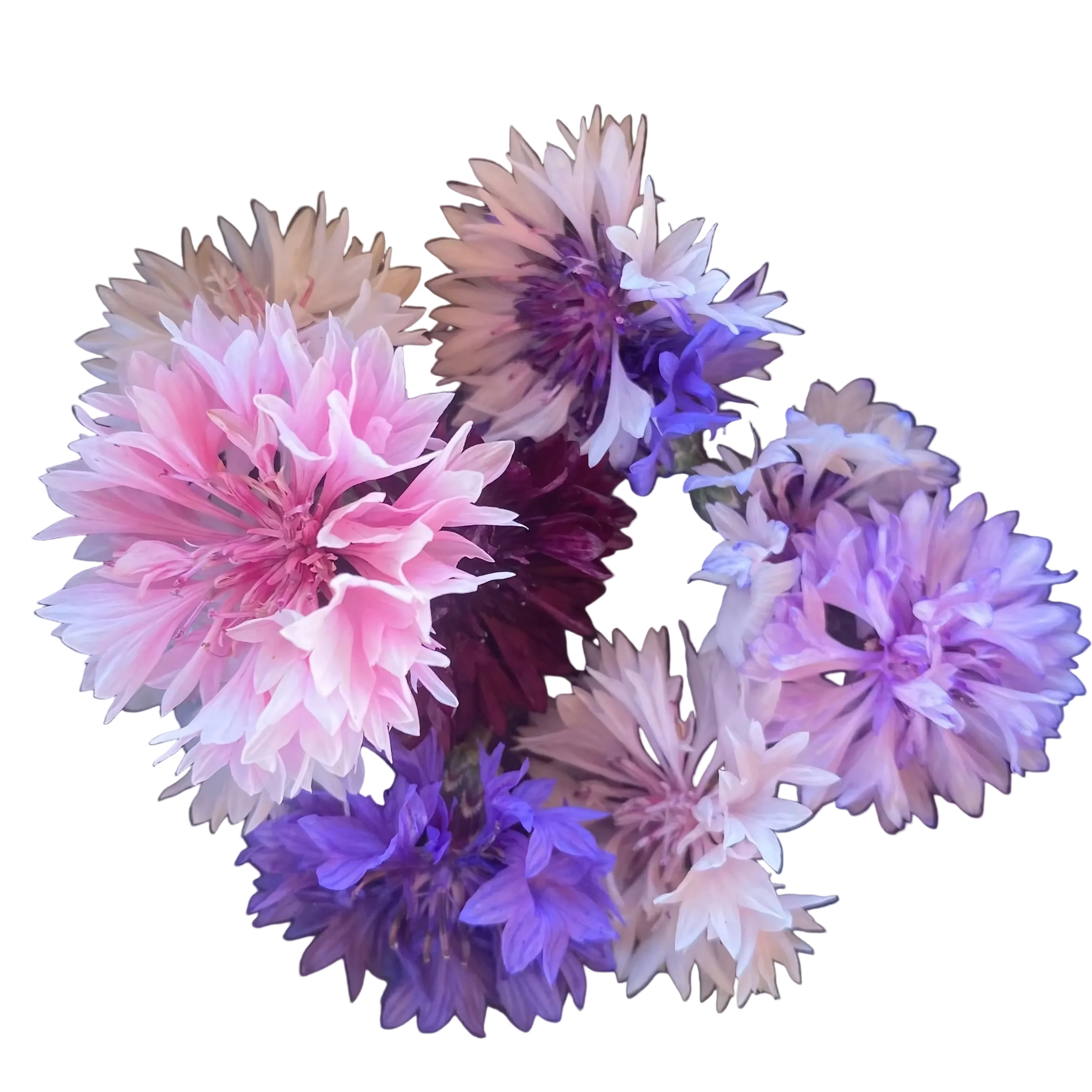 Kornblume Mix