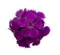 Nelken