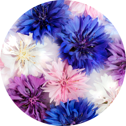 Kornblume Mix