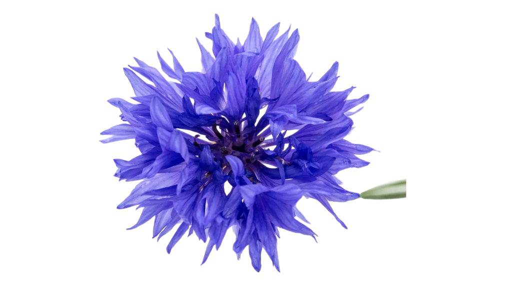 Kornblume blau