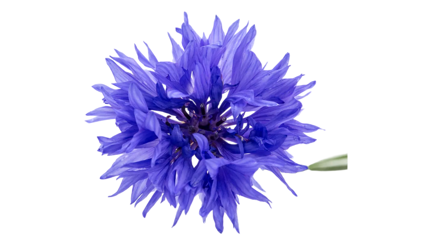 Kornblume blau