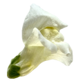 Löwenmäulchen