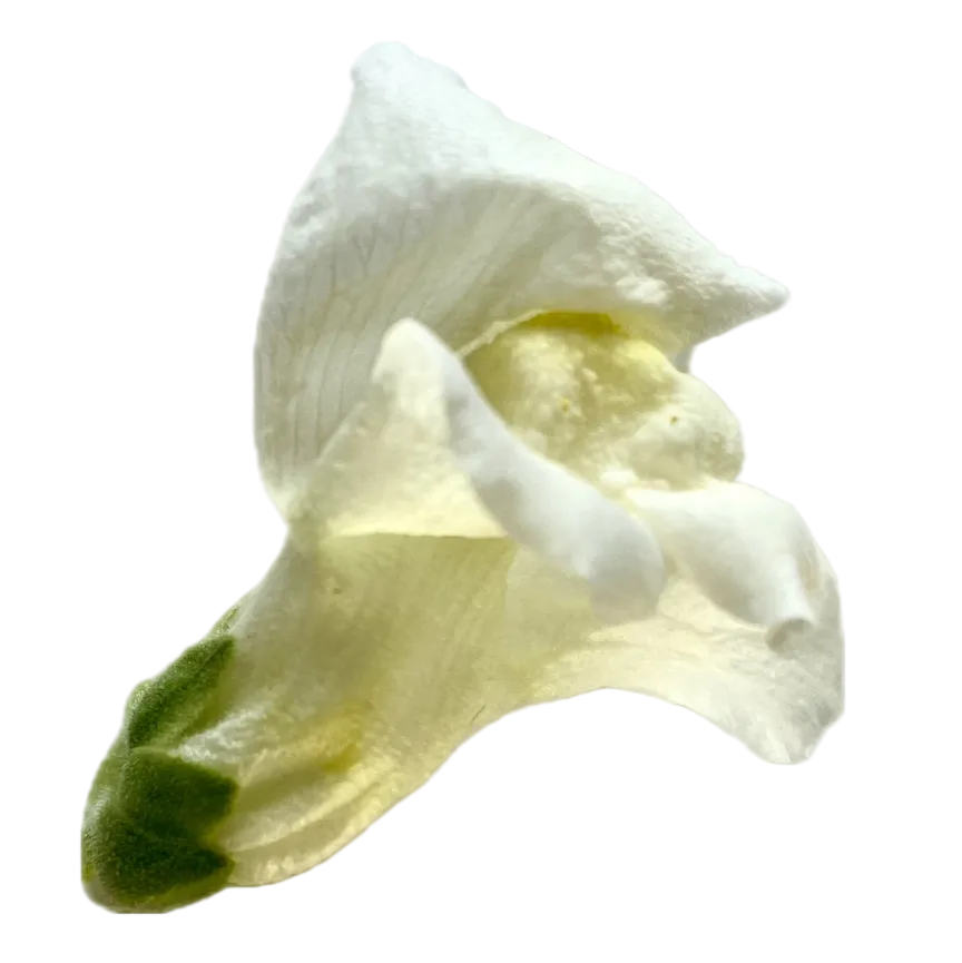 Löwenmäulchen