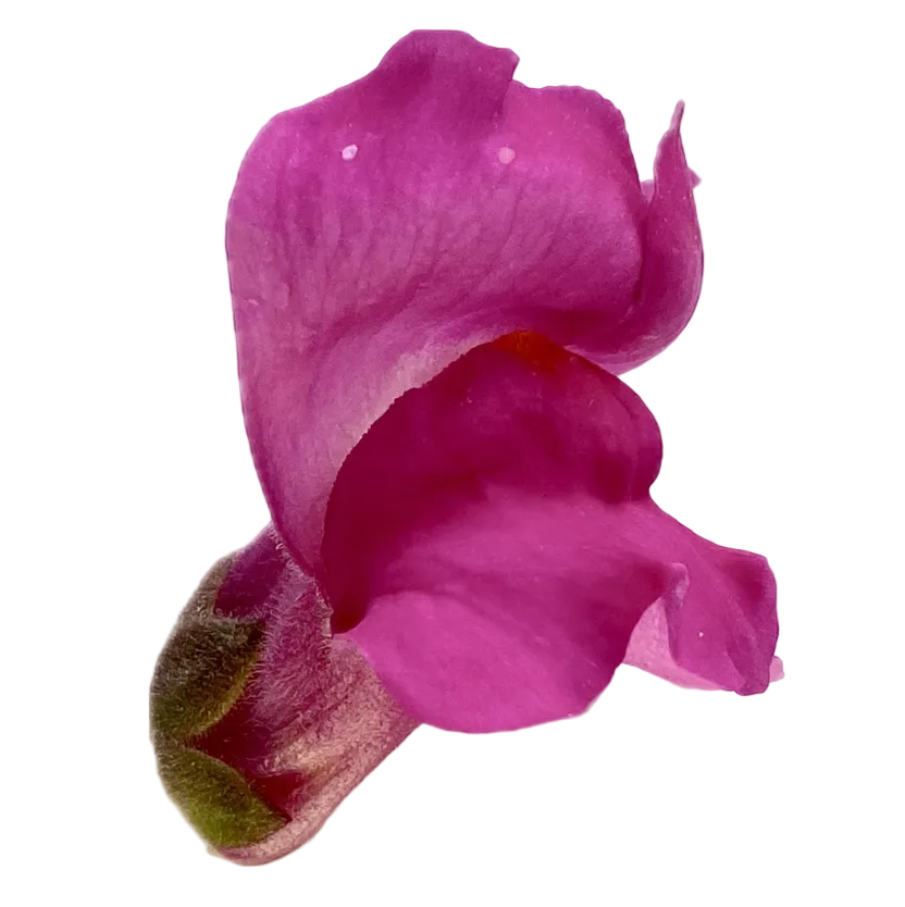 Löwenmäulchen