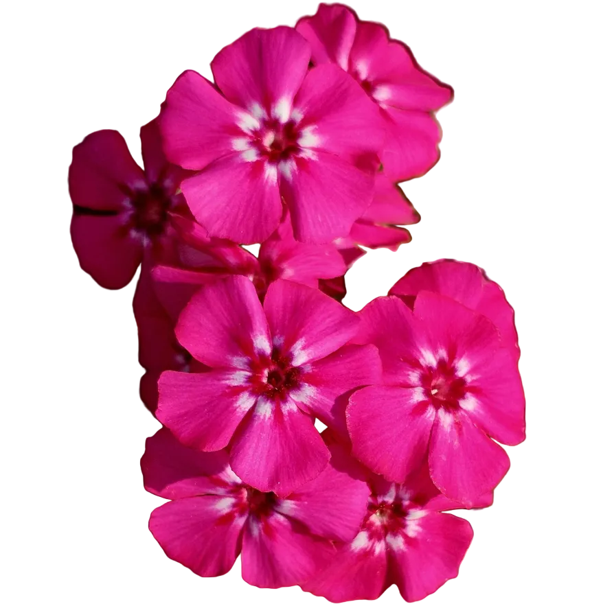 Phlox