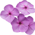 Phlox