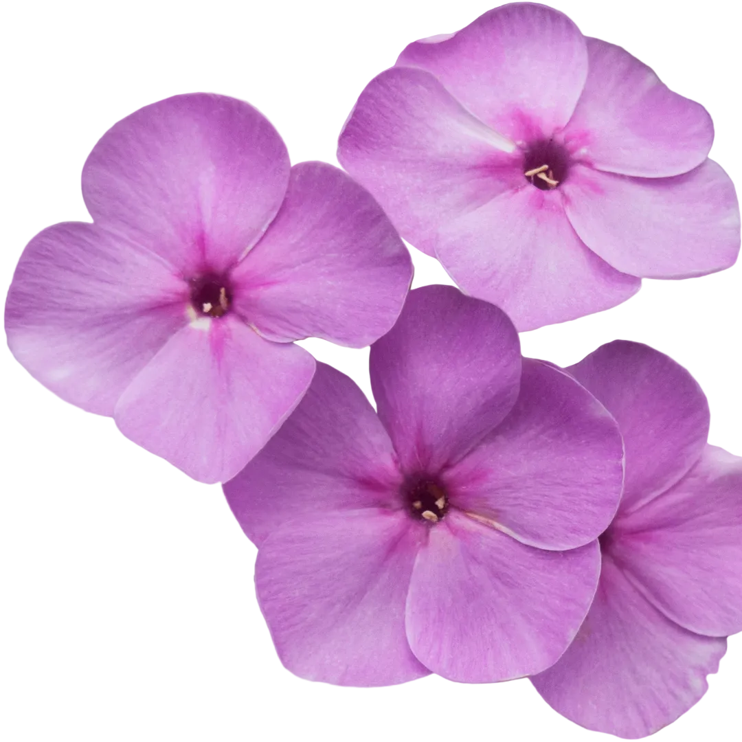 Phlox