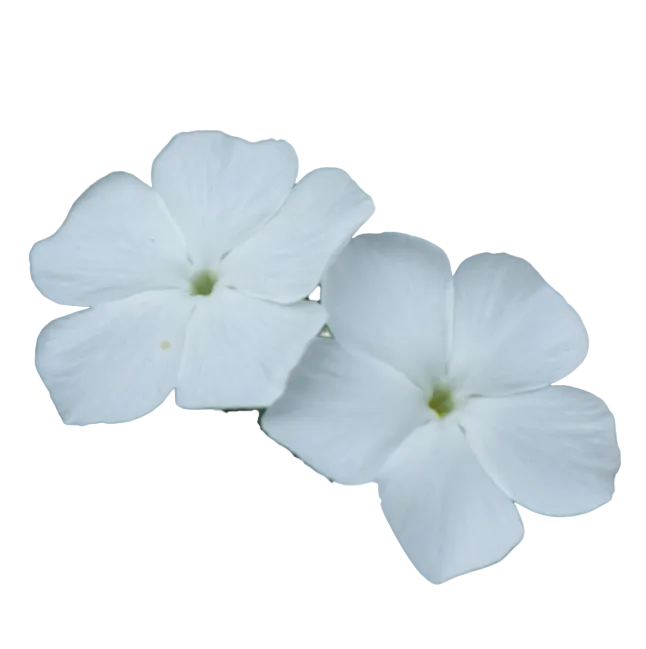 Phlox