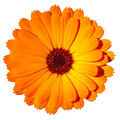 Ringelblume