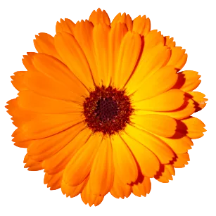 Ringelblume