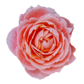 Rosen