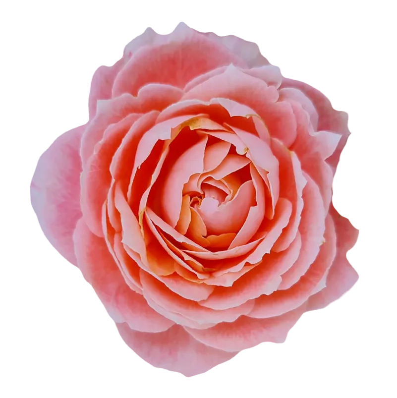 Rosen