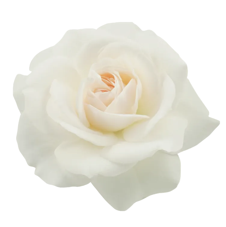 Rosen