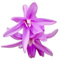 Society Garlic