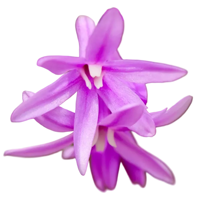 Society Garlic