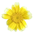 Chrysantheme