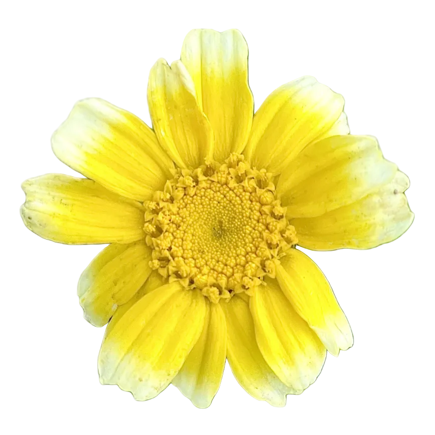 Chrysantheme